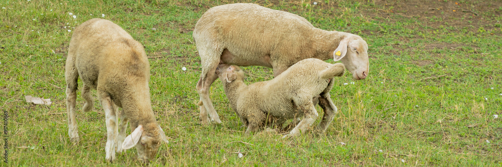 Obraz premium Lamb nursing from its mother alongside grazing sheep in a green meadow, symbolizing agriculture and farm life