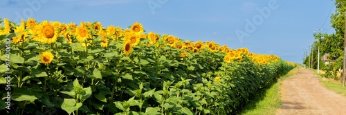 A vast sunflower field in full bloom under a clear blue sky, symbolizing agricultural abundance and summer beauty