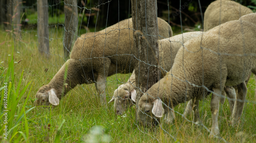 Sheep grazing in a green meadow, symbolizing sustainable agricultural practices and the connection to Easter traditions Sheep grazing in a green meadow, symbolizing sustainable agricultural practices and the connection to Easter traditions