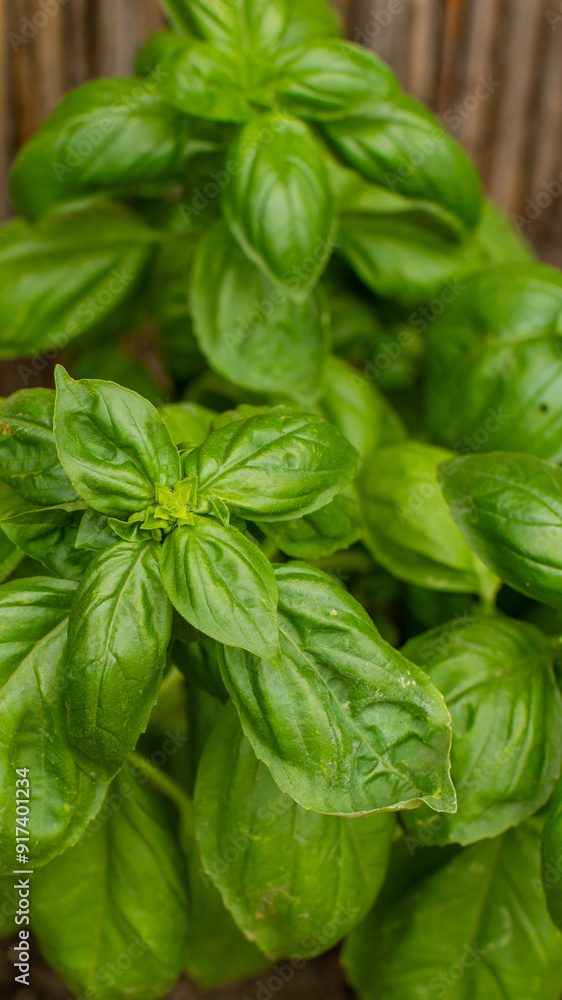 Fresh green basil leaves growing in a garden, ideal for summer recipes and healthy organic cooking concepts Fresh green basil leaves growing in a garden, ideal for summer recipes and healthy organic cooking concepts