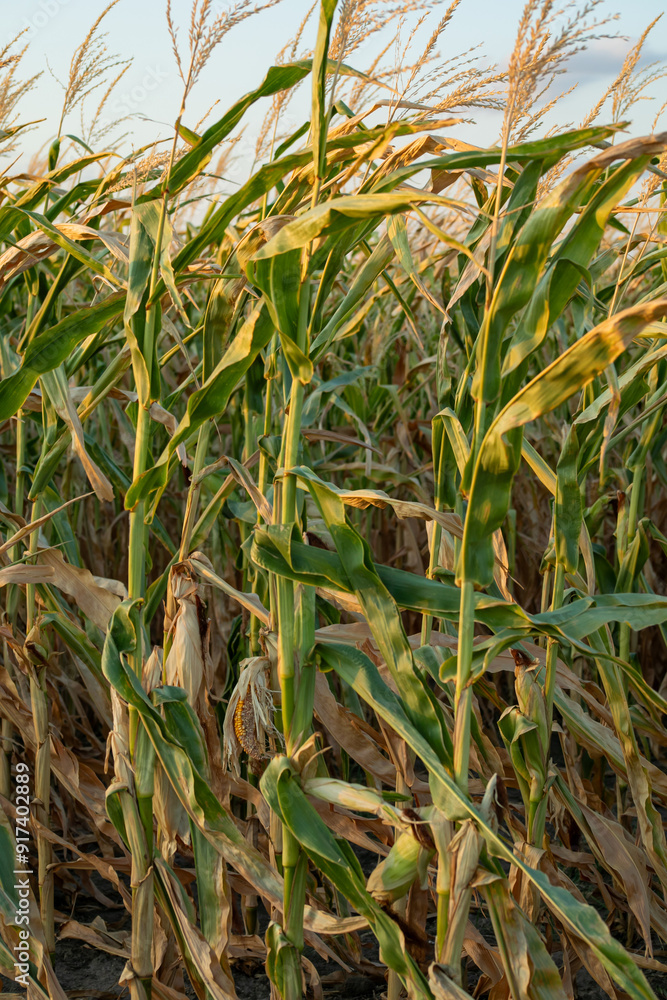 Obraz premium Close-up of a mature cornfield during sunset, symbolizing harvest season and agricultural abundance in rural areas