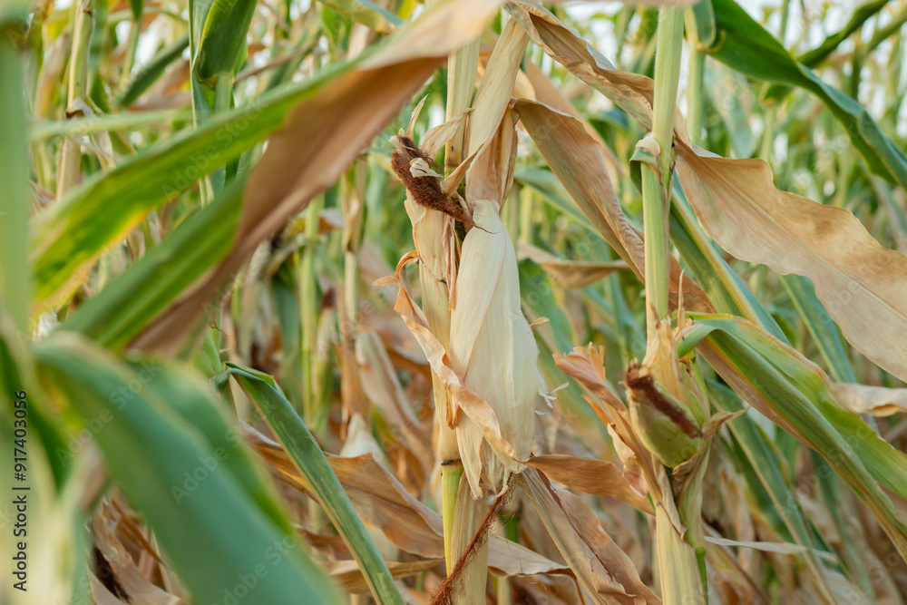 Cornfield scene depicting ripening ears of maize in late summer, associated with agriculture and harvest season Cornfield scene depicting ripening ears of maize in late summer, associated with agriculture and harvest season