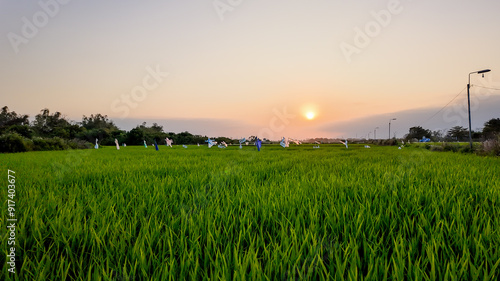 Serene sunset over lush green rice fields in India symbolizing agricultural wealth and rural tranquility