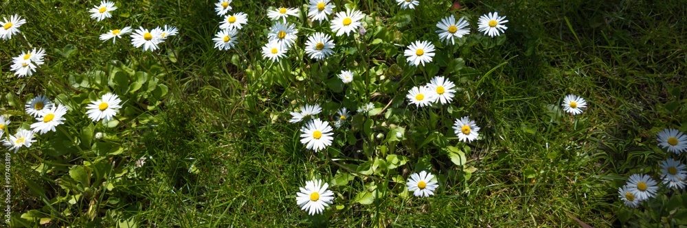 A field of blooming white daisies under bright sunlight in summer, perfect for nature and environmental conservation themes A field of blooming white daisies under bright sunlight in summer, perfect for nature and environmental conservation themes