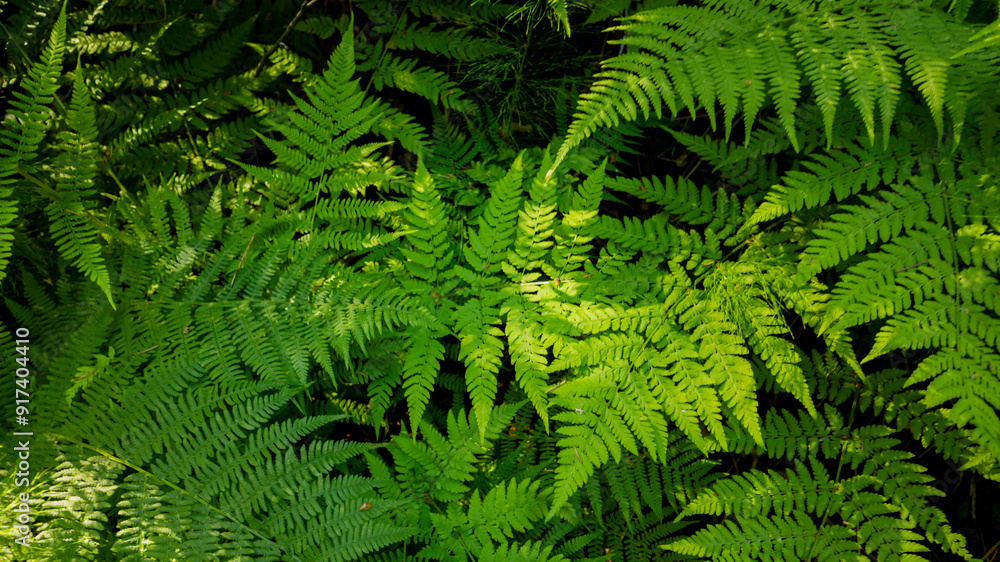Obraz premium Lush green fern leaves create a dense undergrowth, symbolizing Earth Day and environmental conservation