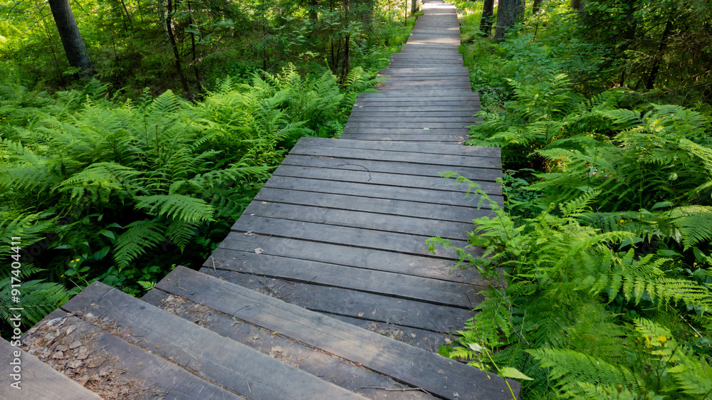 Wooden boardwalk through lush green forest representing the concept of nature trails or hiking adventures, perfect for eco-tourism Wooden boardwalk through lush green forest representing the concept of nature trails or hiking adventures, perfect for eco-tourism