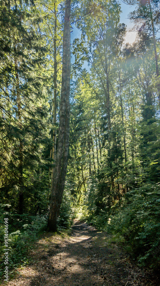 A serene forest trail under the sunlight, perfect for nature hikes and outdoor adventures on Earth Day A serene forest trail under the sunlight, perfect for nature hikes and outdoor adventures on Earth Day