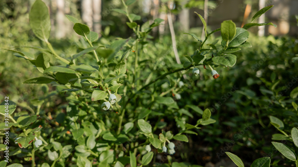 Close-up of lush green blueberry bushes with berries forming, symbolizing growth and nature in a summertime garden Close-up of lush green blueberry bushes with berries forming, symbolizing growth and nature in a summertime garden