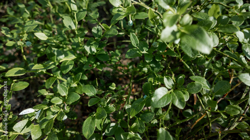 Close-up of lush green potato plants growing in a garden, symbolizing sustainable agriculture Close-up of lush green potato plants growing in a garden, symbolizing sustainable agriculture
