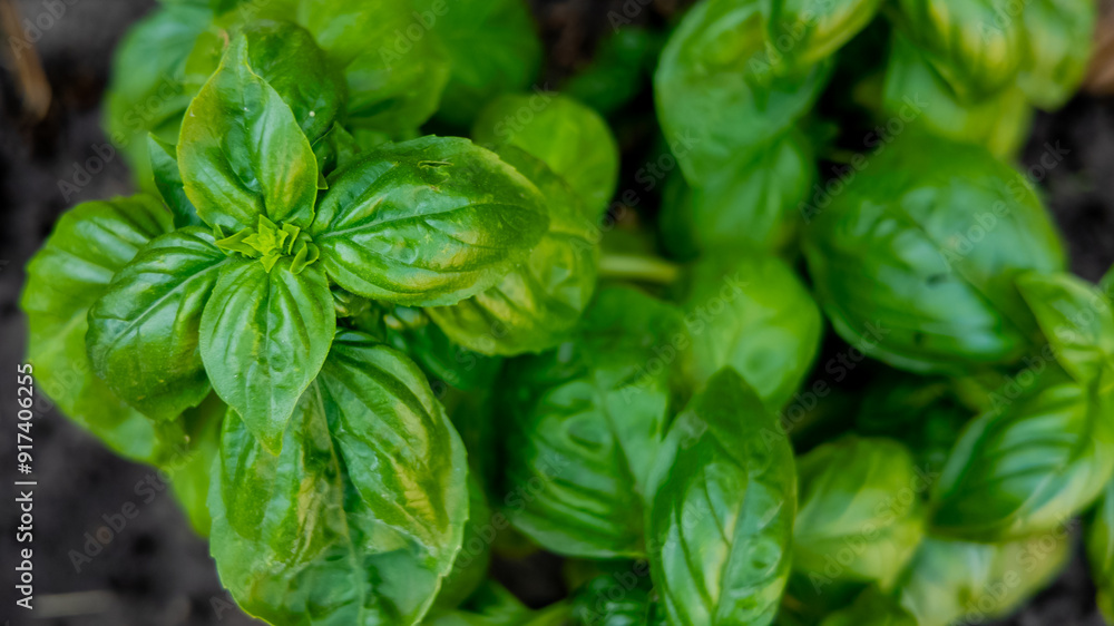 Close-up of fresh basil leaves in a garden, ideal for concepts of organic gardening and Italian cuisine Close-up of fresh basil leaves in a garden, ideal for concepts of organic gardening and Italian cuisine