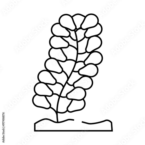 caulerpa lentillifera seaweed line icon vector. caulerpa lentillifera seaweed sign. isolated contour symbol black illustration photo