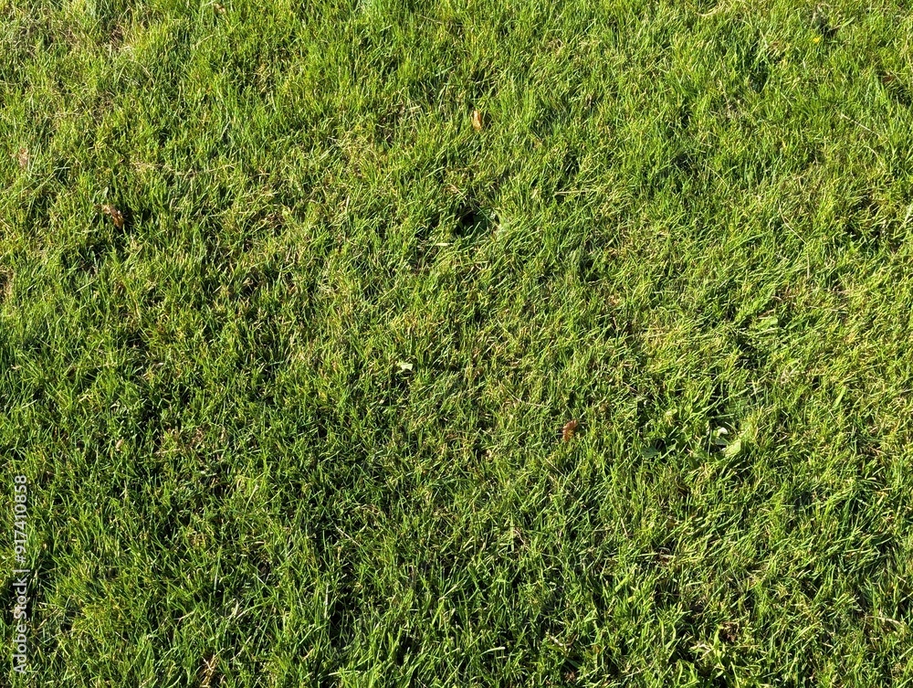 Texture of a short grassy lawn Texture of a short grassy lawn