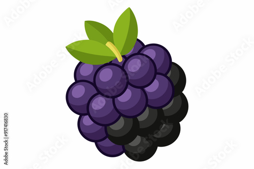 Blackberry on white background, vector illustration