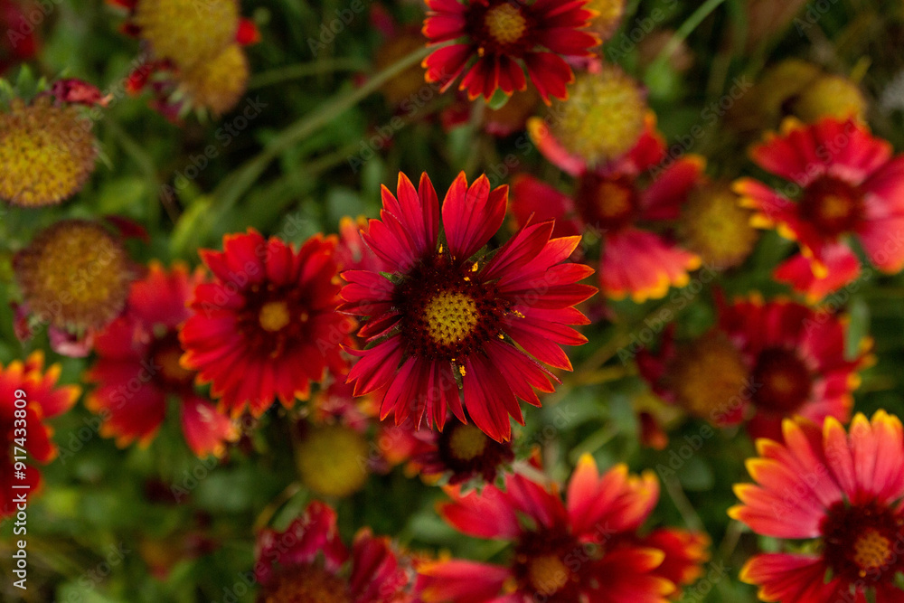 Gaillardes en fleur. Gaillardes en fleur.