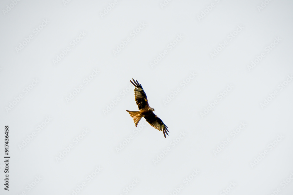 Fototapeta premium a wild red kite (Milvus milvus) in flight