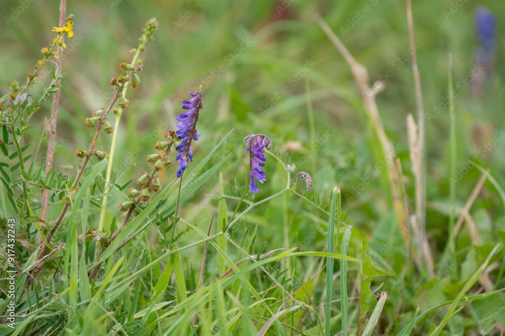 Tufted vetch (Vicia cracca) also known as cat-peas, cow-vetch, fingers-and-thumbs and bird-vetch growing wild, Wilts UK Tufted vetch (Vicia cracca) also known as cat-peas, cow-vetch, fingers-and-thumbs and bird-vetch growing wild, Wilts UK