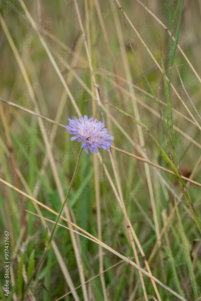 close-up of a beautiful pink violet field scabious (Knautia arvensis) growing wild, Wiltshire UK close-up of a beautiful pink violet field scabious (Knautia arvensis) growing wild, Wiltshire UK
