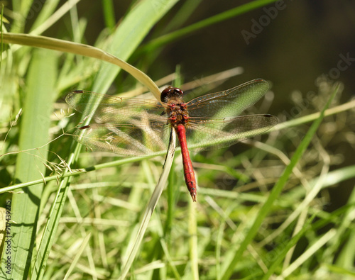 Beautiful Red dragonfly, Sympetrum sanguineum on green background close up. photo