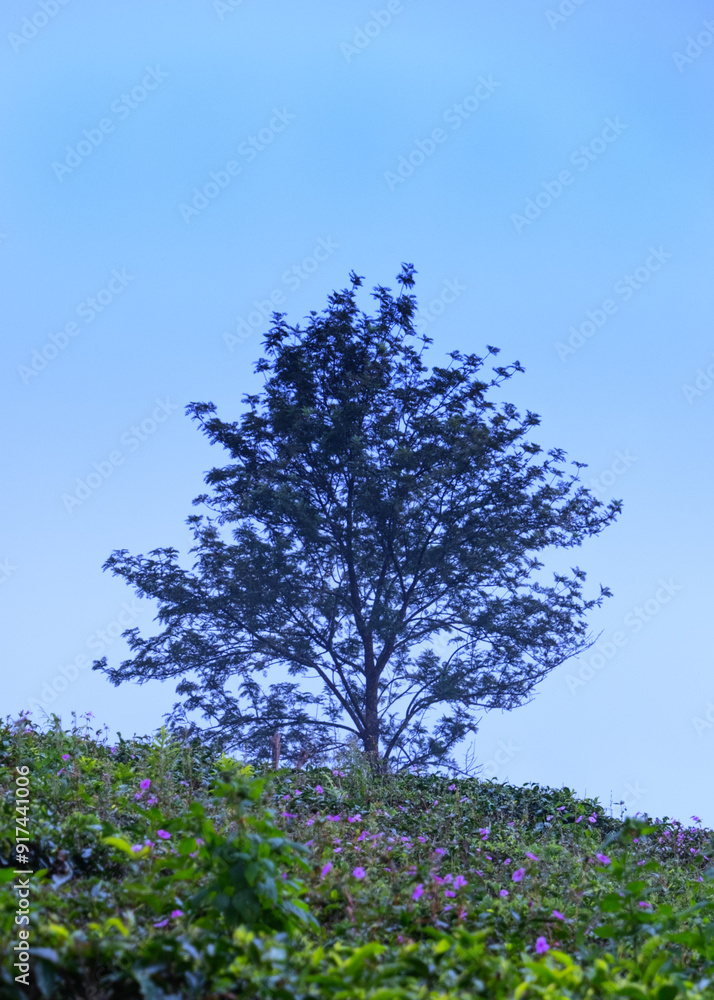 Fototapeta premium tree in the field