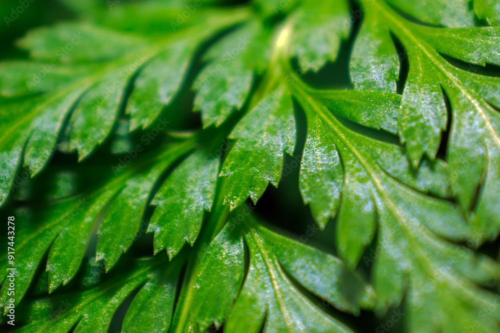 macro view, green leaf with water drops macro view, green leaf with water drops