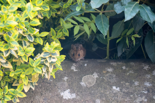 a wood mouse (long tailed field, Apodemus sylvaticus) feeding in a garden patio area photo