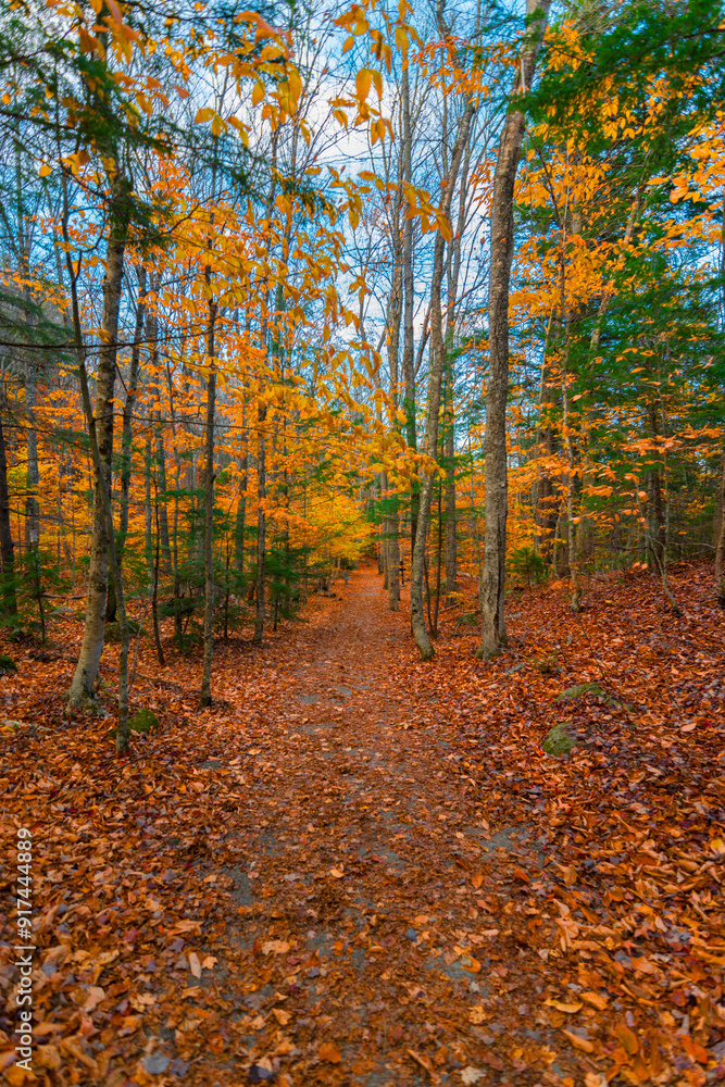Obraz premium Deserted forest path surrounded by fall trees with fall leaves on the ground on an overcast day near Twin Brook river off the Kancamagus Highway near Conway, New Hampshire