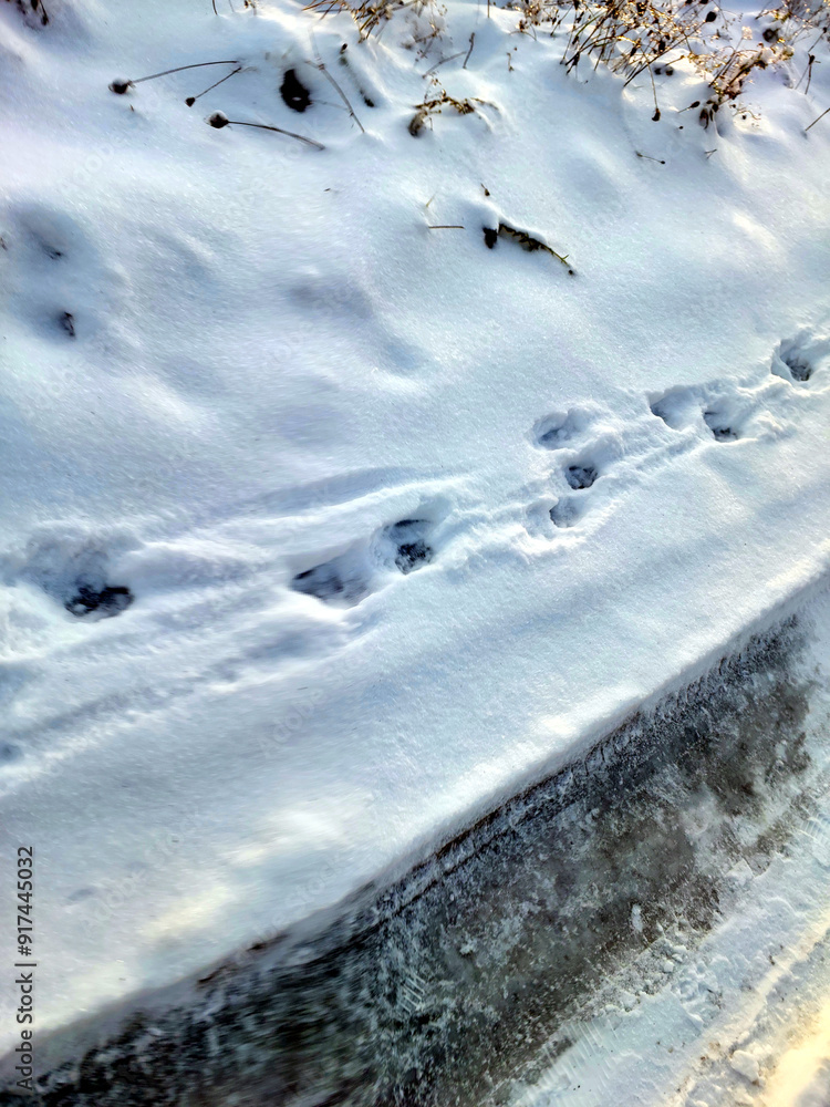 Snow-covered Road With Distinct Dog Tracks on a Winter Day Snow-covered Road With Distinct Dog Tracks on a Winter Day