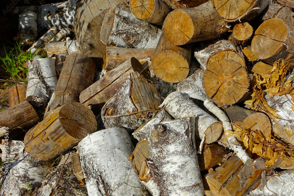 Stacked Birch and Pine Logs in Sunny Outdoor Setting Showcasing Natural Textures and Colors Stacked Birch and Pine Logs in Sunny Outdoor Setting Showcasing Natural Textures and Colors
