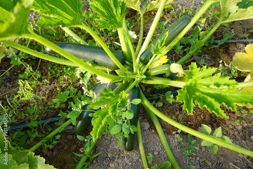 zucchini plant with lots of fruits and automatic irrigation growing in fertile soil