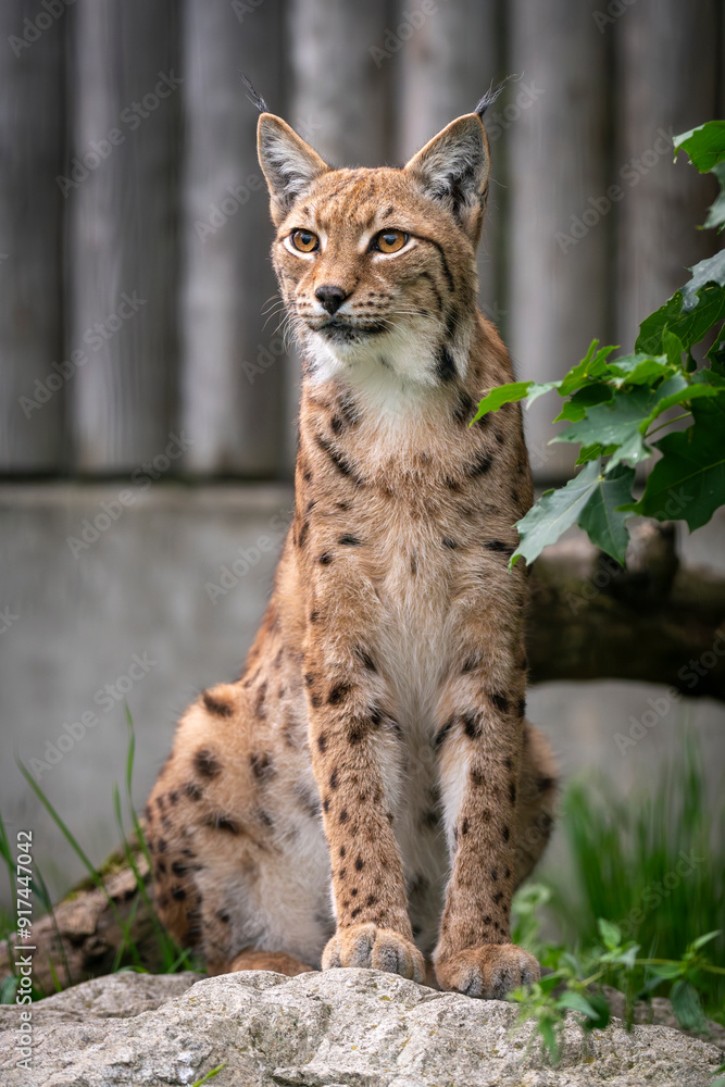 A lynx, a medium-sized wild cat with pointed ears and fur, sits in the grass in the forest. The lynx looks for potential prey or threats in its natural habitat A lynx, a medium-sized wild cat with pointed ears and fur, sits in the grass in the forest. The lynx looks for potential prey or threats in its natural habitat