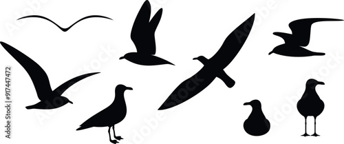 Seagull silhouette. Isolated seagull on white background. Bird