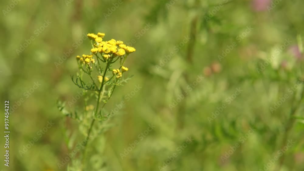 Yellow tansy flowers gently swaying in the wind on the background of lush green meadow grass Yellow tansy flowers gently swaying in the wind on the background of lush green meadow grass
