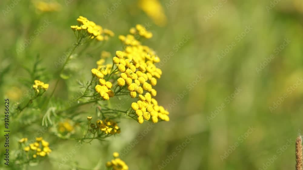 Yellow tansy flowers gently swaying in the wind on the background of lush green meadow grass Yellow tansy flowers gently swaying in the wind on the background of lush green meadow grass