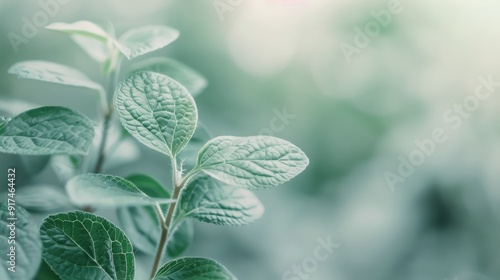 Lush Green Leaves With Dew Drops in a Serene Indoor Garden Setting