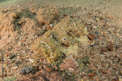 Fish swimming in the Red Sea, colorful fish, Eilat Israel 