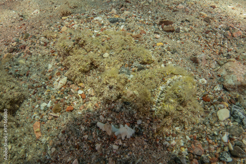 Fish swimming in the Red Sea, colorful fish, Eilat Israel 