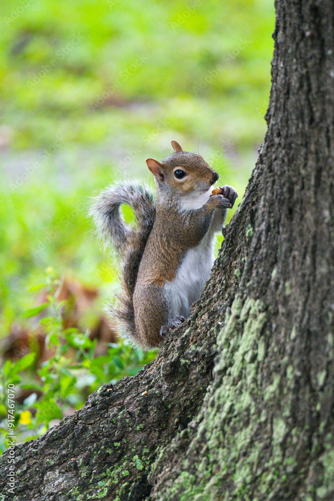squirrel in the tree