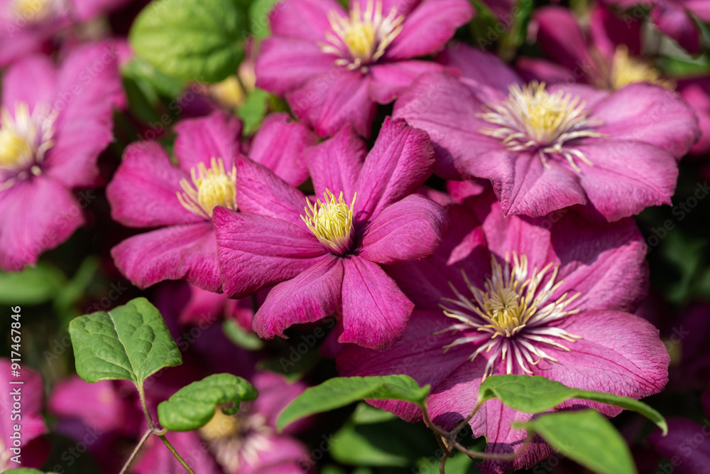 Pink large clematis flowers in the garden closeup. Clematis varieties ville de lyon. Flower for postcard, greeting card. Pink large clematis flowers in the garden closeup. Clematis varieties ville de lyon. Flower for postcard, greeting card.