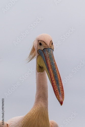 Telephoto shot of a great white pelican -Pelecanus onocrotalus- near Walvis Bay, Namibia photo