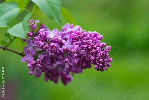 Purple blooming lilac on a green background closeup. Garden plants and bushes.