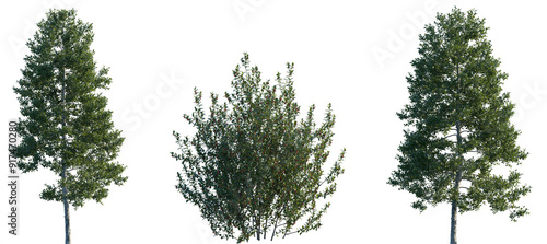 Set of Ilex aquifolium (the holly, English holly, European holly, Christmas holly) frontal set street trees and shrub isolated png in sunny daylight on a transparent background perfectly cutout photo