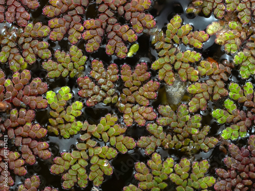 P8070007 water fern, Azolla filiculoides, cECP 2024