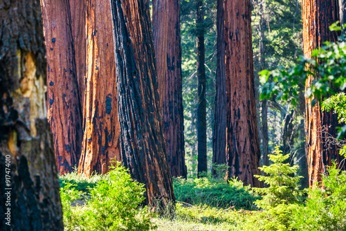 Sequoia National Park and Kings Canyon. Giant sequoia trees, forest trails, wooden fence and hiking trail, Kings River Canyons