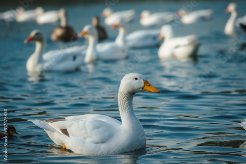 A white duck gracefully swims in a tranquil pond surrounded by other ducks, reflecting peaceful and calm nature scenes.