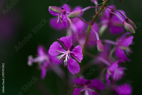 All kinds of beautiful details in these purple flowers called fireweed