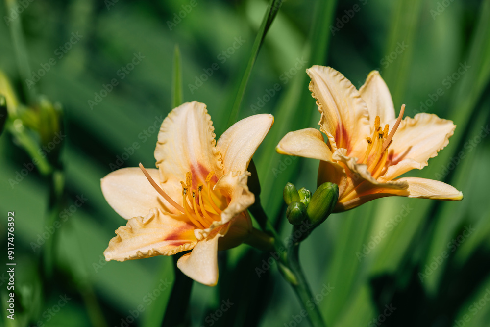 Fototapeta premium Beautiful light orange flowers daylilies closeup on green background. Blooming Hemerocallis On And On.