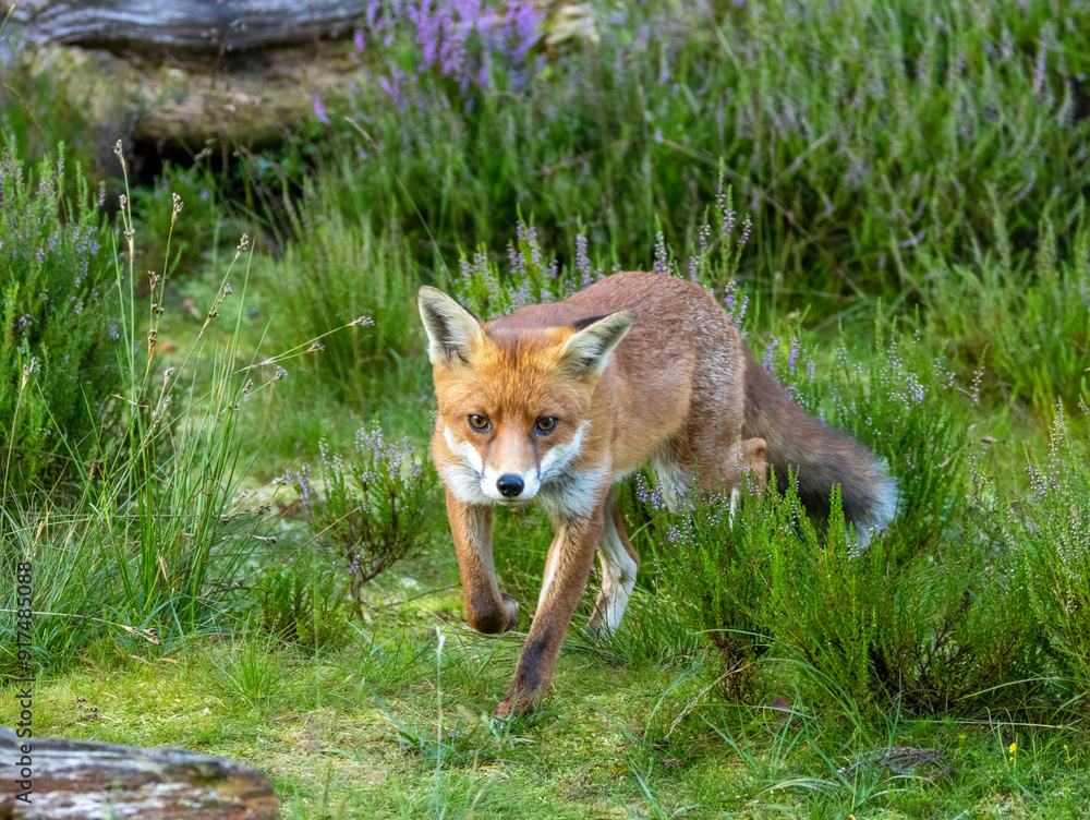 Beautiful young male fox searching in the forest for food Beautiful young male fox searching in the forest for food