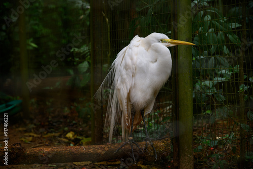 Great egret getting ready to sleep. High quality photo