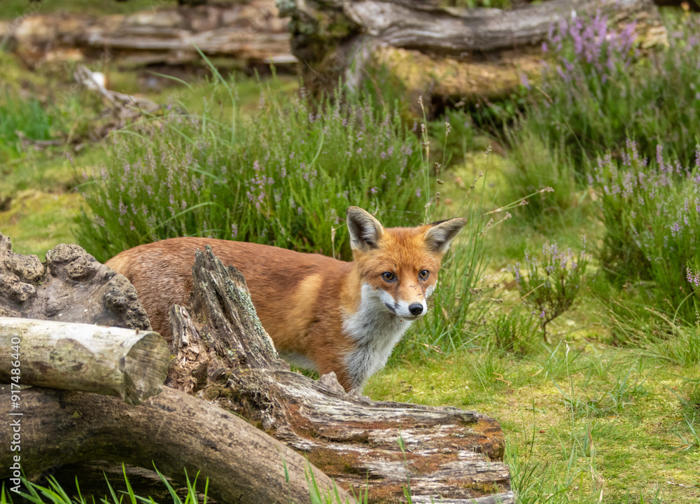 Beautiful young male fox searching in the forest for food Beautiful young male fox searching in the forest for food