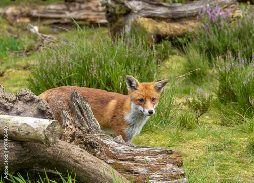 Beautiful young male fox searching in the forest for food